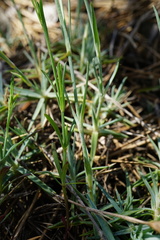 Dianthus plumarius neilreichii