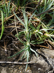 Dianthus plumarius neilreichii