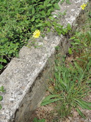 Tragopogon samaritani