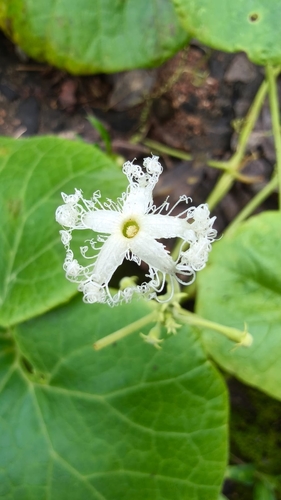 Trichosanthes cucumerina observed 2026-10-03