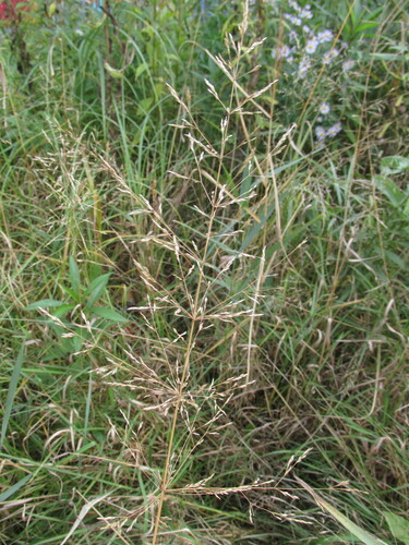 Agrostis gigantea observed 2026-10-03