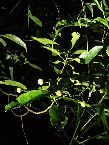 Acronychia pedunculata observed 2026-10-03