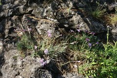 Dianthus plumarius neilreichii