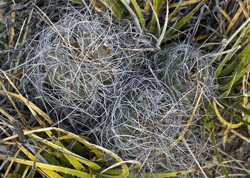 Goat's-horn Cactus