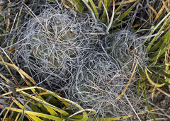 Astrophytum capricorne
