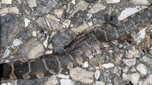 Common Watersnake