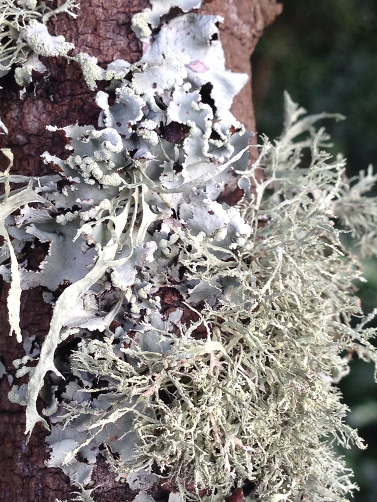 bushy lichens, sea-fog lichens, and allies