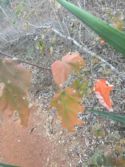 Croton sonorae