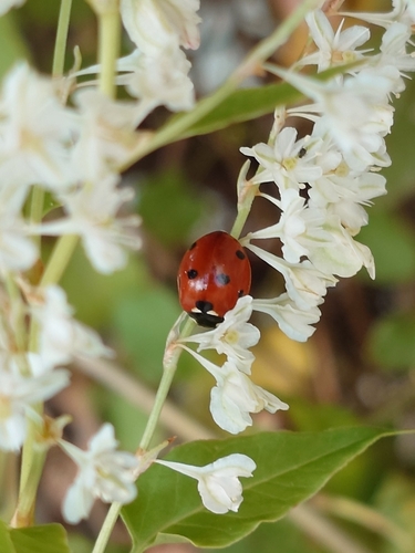 Seven-spotted Lady Beetle