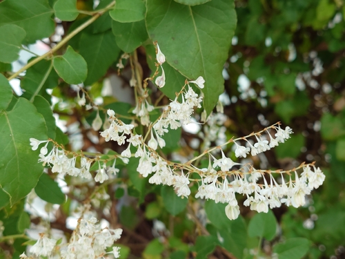Bukhara Fleeceflower