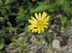 Tragopogon samaritani