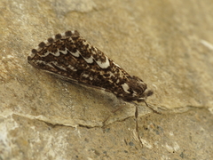 Compsoptera jourdanaria