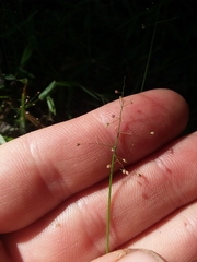 Dichanthelium curtifolium