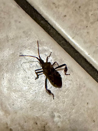 Western Conifer Seed Bug