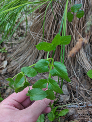 Ostericum palustre