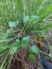 Ostericum palustre