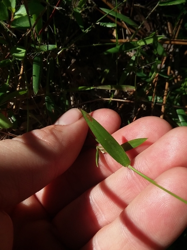 Image of Dichanthelium curtifolium by (c) Will McFarland, some rights reserved (CC BY)