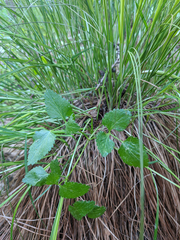 Ostericum palustre