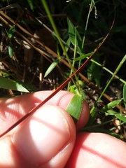 Dichanthelium curtifolium