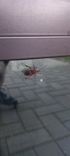 Western Conifer Seed Bug