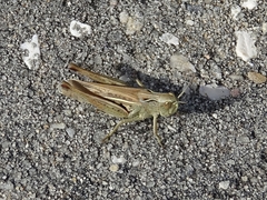 Chorthippus apicalis