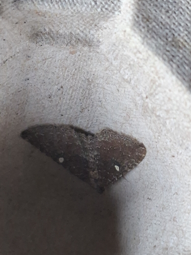 Gem Moth