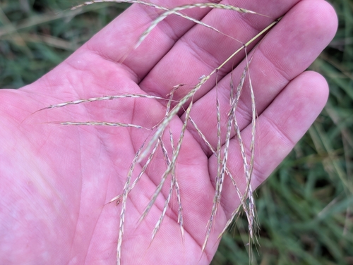 Dichanthium annulatum observed 2026-10-03