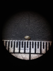 Dichanthelium curtifolium