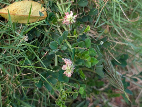 Indigofera, 2026-10-03