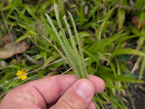 Eleusine indica observed 2026-10-03