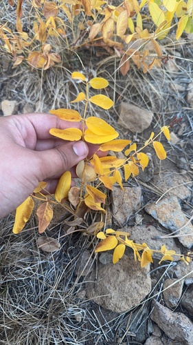 iNaturalist observation photo of spreading dogbane
