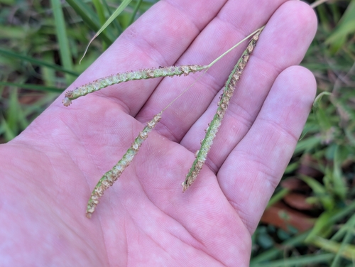 Paspalum fimbriatum observed 2026-10-03