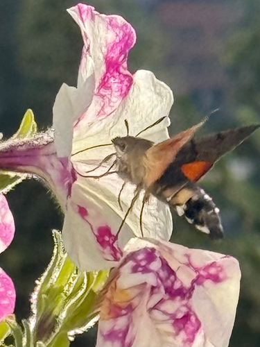 Eurasian Hummingbird Hawkmoth