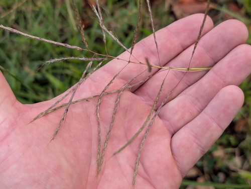 Dichanthium annulatum observed 2026-10-03