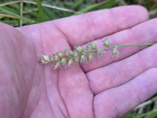 Cenchrus echinatus observed 2026-10-03