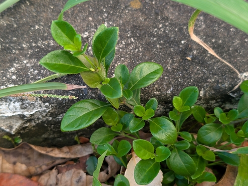 Barleria repens observed 2026-10-03