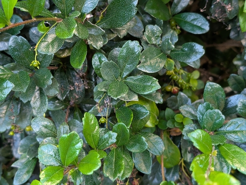 Ehretia microphylla observed 2026-10-03