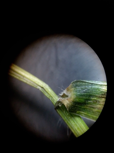 Image of Short-Leaved Witchgrass (Dichanthelium curtifolium) by (c) Will McFarland, some rights reserved (CC BY)