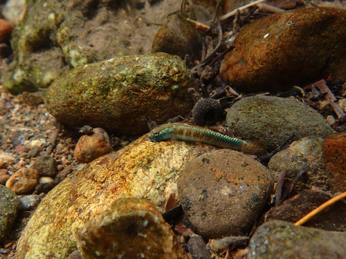 Stiphodon observed 2026-10-04