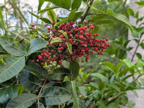 Schinus terebinthifolia observed 2026-10-03