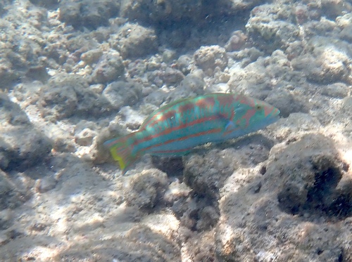 Thalassoma purpureum, 2026-10-02