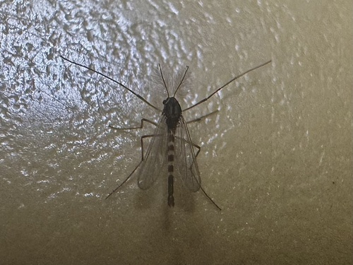 iNaturalist observation photo of Pentapedilum