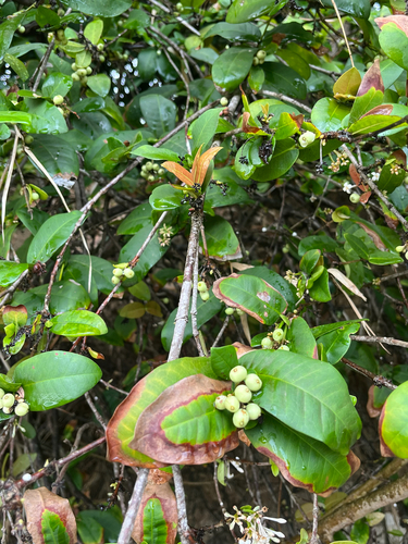 Ixora philippinensis observed 2026-10-04