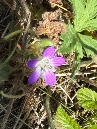 wood crane's-bill