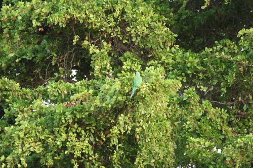 Psittacula krameri observed 2026-10-03