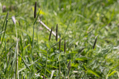 Alopecurus pratensis