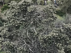 Comarostaphylis diversifolia diversifolia