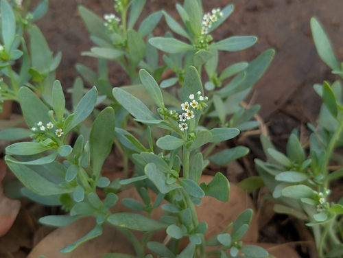 Heliotropium curassavicum observed 2026-10-03