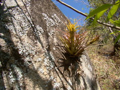Tillandsia capitata