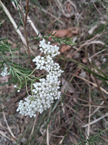 Sago Flower